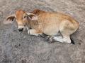 वासरांमधील लम्पीरोगावर अशा करा उपाययोजना - Marathi News | what are measures against lumpy disease in calves | Latest agriculture News at Lokmat.com