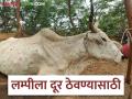 Lumpy Disease : गोठ्यात करा या 14 गोष्टी, कधीही होणार नाही जीवघेणा लम्पी आजार, वाचा सविस्तर - Marathi News | Latest News dairy farming Do these 14 things in cowshed for lumpy disease read in details | Latest agriculture News at Lokmat.com