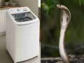 अरे बापरेऽऽऽ पाचगणीत वॉशिंग मशीनमध्ये सापडला साप, कुटुंबीयांची उडाली घाबरगुंडी - Marathi News | Snake found in washing machine in Panchgani | Latest satara News at Lokmat.com