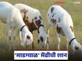 मेंढीपालनात मटणासाठी विशेष लोकप्रिय जात म्हणून 'ह्या' मेंढीचे महाराष्ट्रात मोठं नाव लौकिक - Marathi News | This sheep is famous in Maharashtra as a breed that is particularly popular for its meat. | Latest agriculture News at Lokmat.com