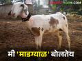 महाराष्ट्राचे वैभव - माडग्याळ मेंढीची सार्थ हाक.. मला का देत नाही राष्ट्रीय मान्यता - Marathi News | Madgyal sheep is the glory of Maharashtra.. calling Why not give me national recognition from nbagr | Latest agriculture News at Lokmat.com