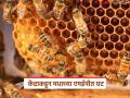 Honey Export : केंद्र सरकारकडून नैसर्गिक मध निर्यातीच्या एमईपीत घट, काय परिणाम होणार  - Marathi News | latest News Honey Export Central government's reduction in MEP for natural honey exports | Latest agriculture News at Lokmat.com