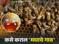 राज्यात 'मधाचे गाव' योजना राबविण्यास मान्यता; कशी केली जाते गावाची निवड - Marathi News | Approval to implement 'Madhache Gaon' honey village scheme in the state; How is the village selected? | Latest agriculture News at Lokmat.com