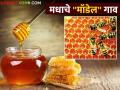 Beekeeping : मधुमक्षिका पालनास प्रोत्साहन देण्यासाठी 'मधुमित्र पुरस्कार' देणार  - Marathi News | Beekeeping : To promote honey beekeeping, 'Madhumitra Award' will be given  | Latest agriculture News at Lokmat.com
