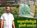 जीवन पडला मधुकामिनीच्या प्रेमात; लागवड केली अन् आला फारमात - Marathi News | farmer jeevan fell in love with Madhukamini ornamental crop; Cultivated and he became popular | Latest agriculture News at Lokmat.com