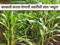 गोड धाटाच्या ज्वारीच्या मधुरा जातीची खासियत काय? - Marathi News | What is the specialty of Madhura variety of sweet sorghum? | Latest agriculture News at Lokmat.com