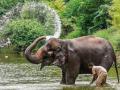 Madhuri elephant: माधुरी'च्या आरोग्याबाबत समाधानकारक अहवाल, आजच्या सुनावणीत काय झालं.. वाचा - Marathi News | Satisfactory report on the health of Madhuri elephants A very positive hearing took place today before the high level committee | Latest kolhapur News at Lokmat.com
