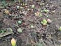 अवकाळी पावसाचा आंबा काजू पिकालाही फटका - शेतकरी चिंताग्रस्त - Marathi News | Unseasonal rains also hit the mango cashew crop - farmers worried | Latest goa News at Lokmat.com