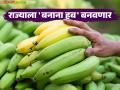 केळीची साठवण व मूल्यवर्धन क्षमता वाढविण्यासाठी राज्यात बनाना हब; शेतकऱ्यांना कसा होणार फायदा? - Marathi News | Banana hub in the state to increase banana storage and value addition capacity; How will farmers benefit? | Latest agriculture News at Lokmat.com