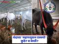 यंदा राज्यस्तरावरील महापशुधन एक्स्पो 'या' जिल्ह्यात आयोजित होणार; ५.८४ कोटी खर्चास मान्यता - Marathi News | This year the state level Maha pasudhan Expo will be organized in 'this' district; 5.84 crores approved for expenditure | Latest agriculture News at Lokmat.com