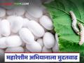राज्यात महारेशीम अभियानाला मुदतवाढ; आता रेशीम योजनांसाठी किती तारखेपर्यंत करू शकता अर्ज? - Marathi News | Mahareshim Abhiyan extended in the state; Now till what date can you apply for silk schemes? | Latest agriculture News at Lokmat.com