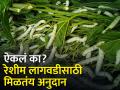 महारेशीम अभियानातंर्गत तुती लागवडीसाठी पावणे दोन लाख रुपयांचे अनुदान, काय आहे ही योजना? - Marathi News | Latest News Cultivate mulberry and get government subsidy of 3 lakhs for sericulture | Latest agriculture News at Lokmat.com