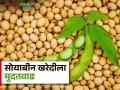 Soybean Kharedi : सोयाबीन खरेदीसाठी शासनाने दिली मुदतवाढ; वाचा सविस्तर - Marathi News | Soybean Kharedi : Government extends deadline for soybean purchase; Read in detail | Latest agriculture News at Lokmat.com