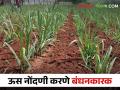 Maha Us Nondani ऊसक्षेत्राची माहिती १५ जूनपर्यंत भरा नाहीतर गाळपाची परवानगी विसरा - Marathi News | Maha Us Nondani; Fill the sugarcane area information by 15th June or else forget the sugarcane crushing permission | Latest agriculture News at Lokmat.com