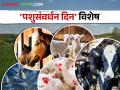 Maharashtra Veterinary Day पशुसंवर्धनातुन उद्योजकता विकास - Marathi News | Entrepreneurship Development from Animal Husbandry | Latest agriculture News at Lokmat.com
