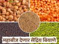 Mahabeej Organic Seeds :'महाबीज'ची सेंद्रिय शेतीत एंट्री; शेतकऱ्यांसाठी प्रमाणित बियाण्यांचा पुरवठा - Marathi News | latest news Mahabeej Organic Seeds: 'Mahabeej's' entry into organic farming! Supply of certified seeds for farmers | Latest agriculture News at Lokmat.com