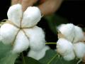 महाबीज आणणार नवे कापसाचे बोलगार्ड वाण! - Marathi News | Mahabeej will bring new cotton bolgard varieties! | Latest akola News at Lokmat.com