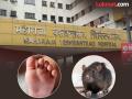 उंदीर चावले, दोन नवजात बाळांचा मृत्यू; मध्य प्रदेशातील शासकीय रुग्णालयातील घटना - Marathi News | Rat bites, two newborn babies die; Incident at government hospital in Madhya Pradesh | Latest national News at Lokmat.com