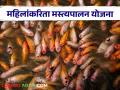 PM Matsya Sampada Yojana : मत्स्य संपदा योजनेअंतर्गत महिलांसाठी 60 टक्क्यांपर्यंत अनुदान, काय आहे ही योजना  - Marathi News | Latest News PM Matsya Sampada Yojana Up to 60 percent subsidy for women under Matsya Sampada Yojana, see detail scheme? | Latest agriculture News at Lokmat.com