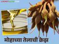 आदिवासींचा कल्पवृक्ष म्हटल्या जाणाऱ्या या झाडाच्या बियांपासून केलेल्या तेलाची क्रेझ - Marathi News | Oil Made from Mahua seeds increasing demand day by day | Latest agriculture News at Lokmat.com