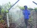 परतीचा पाऊस अन् धुक्याने द्राक्षबागांना बसला फटका - Marathi News | The returning rain and fog hit the vineyards | Latest sangli News at Lokmat.com