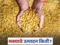Maize Crop : मक्याचे इतके लाख क्विंटल उत्पन्न; तरी होईना प्रक्रिया उद्योगाची उभारणी जाणून घ्या कारण - Marathi News | Maize Crop: latest news So many lakh quintals of maize yield; But still, know the reason for setting up the processing industry | Latest agriculture News at Lokmat.com