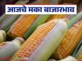 Maize Bajar Bhav : सटाणा बाजारात मक्याची आवक वाढली; काय मिळाला दर ते वाचा सविस्तर - Marathi News | Maize Bazaar Bhav : Maize arrivals increased in Satana Bazaar; Read the details of what was received and the price | Latest agriculture News at Lokmat.com