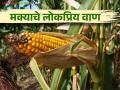 Maka Lagavd मका लागवड करताय? लवकर पक्व होणारे वाण कोणते - Marathi News | Maka Lagavd: Cultivating Maize? Which are early maturing varieties? | Latest agriculture News at Lokmat.com