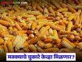 Makka Kharedi : मेळघाटात मका चुकारांचा प्रश्न ऐरणीवर; शेतकरी प्रतीक्षेत - Marathi News | latest news Makka Kharedi: The issue of maize husks is on the agenda in Melghat; Farmers are waiting | Latest agriculture News at Lokmat.com