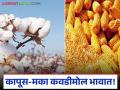 Shetmal Bajar Bhav : ना CCI, ना NAFED… शेतमाल थेट व्यापाऱ्यांच्या घशात? - Marathi News | latest news Shetmal Bajar Bhav: Neither CCI, nor NAFED… Agricultural products directly into the throats of traders? | Latest agriculture News at Lokmat.com
