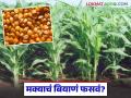 Fake Maize Seeds : पेरलं-उगवलं… पण दाणा भरलाच नाही; मका पिकात नेमकं काय बिघडलं? - Marathi News | latest news Fake Maize Seeds: Sowed and grew… but no seeds were planted; What exactly went wrong with the maize crop? | Latest agriculture News at Lokmat.com
