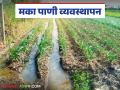 Maize Crop Management : मका पिकाला पाण्याच्या पाळ्या कशा व किती द्याव्या? जाणून घ्या सविस्तर  - Marathi News | Latest News Maize Crop Management How and how much water should be given to Maka crop Know in detail  | Latest agriculture News at Lokmat.com