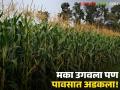 Maize Crop : पावसाने घात केला; शेतातच अडकला मका, बाजारात ओलसर मक्याला कसा मिळतोय भाव वाचा सविस्तर - Marathi News | latest news Maize Crop : Rains wreaked havoc; Maize stuck in the field, read in detail how wet maize is getting value in the market | Latest agriculture News at Lokmat.com