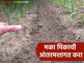 Rabbi Maka Crop : मका पिकात पेरणीनंतर आंतरमशागतीची कामे कशी कराल? वाचा सविस्तर  - Marathi News | Latest News Rabbi Maka Crop management How to do intercropping in maize crop after sowing? Read in detail  | Latest agriculture News at Lokmat.com