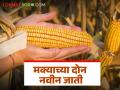 Maka Van : चांगलं उत्पादन देणाऱ्या अन् रोगांना बळी न पडणाऱ्या मक्याच्या दोन जाती विकसित  - Marathi News | Latest News Maka Seed Developed two varieties of maize good yield and are not susceptible to diseases  | Latest agriculture News at Lokmat.com