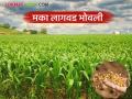 Maize Cultivation : मका लागवड भोवली; काय आहे प्रकरण वाचा सविस्तर - Marathi News | latet news Maize Cultivation: Maize cultivation in Bhowli; What is the matter? Read in detail | Latest agriculture News at Lokmat.com