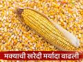 Makka Kharedi : मेळघाटातील शेतकऱ्यांना मोठा दिलासा! मक्याची प्रतिहेक्टर खरेदी मर्यादा वाढली - Marathi News | latest news Makka Kharedi: Big relief for farmers in Melghat! Per hectare purchase limit of maize increased | Latest agriculture News at Lokmat.com