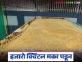 Makka kharedi : नोंदणी झाली, एसएमएस नाही; हजारो क्विंटल मका पडून वाचा सविस्तर - Marathi News | latest news Makka kharedi : Registration done, no SMS; Thousands of quintals of maize fall, read in detail | Latest agriculture News at Lokmat.com