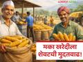 Makka Kharedi : मका खरेदीचा 'खेळ' संपणार? ३० एप्रिलनंतर काय होणार? - Marathi News | latest news Makka Kharedi: Will the 'game' of buying maize end? What will happen after April 30? | Latest agriculture News at Lokmat.com