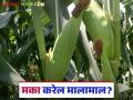 Maize Cultivation : मका शेतकऱ्यांना मालामाल करणार का? वाचा सविस्तर - Marathi News | Maize Cultivation: latest news Will maize make farmers rich? Read in detail | Latest agriculture News at Lokmat.com