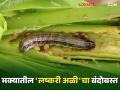 Maka Lashkari Ali : मका पिकातील लष्करी अळीच्या नियंत्रणाकरिता जैविक उपाय; वाचा सविस्तर - Marathi News | Maka Lashkari Ali : Biological solutions for the control of armyworm in maize crops; Read in detail | Latest agriculture News at Lokmat.com