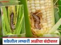 उन्हाळ्यात चाऱ्यासाठी घेतल्या जाणाऱ्या मका पिकातील लष्करी अळीच्या नियंत्रणासाठी जैविक उपाय - Marathi News | Biological solutions for the control of armyworm in summer fodder maize crops | Latest agriculture News at Lokmat.com