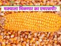 Maize Market : मक्याचा बंपर हंगाम; यंदा तरी मिळणार का एमएसपी? वाचा सविस्तर - Marathi News | latest news Maize Market: Bumper season of maize; Will MSP be available this year? Read in detail | Latest agriculture News at Lokmat.com