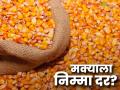 Maize Market : हमीभाव फक्त नावालाच; 'या' बाजारात मक्याचे दर घसरले वाचा सविस्तर - Marathi News | latest news Maize Market: Guaranteed price is only in name; Maize prices have fallen in 'this' market, read in detail | Latest agriculture News at Lokmat.com