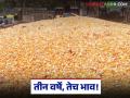 Maize Market : तीन वर्षे, तेच भाव; मक्याला बाजारात न्याय मिळेना वाचा सविस्तर - Marathi News | latest news Maize Market: Three years, same price; Maize does not get justice in the market, read in detail | Latest agriculture News at Lokmat.com