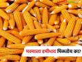 Maize Market : मक्याच्या भावावर मोठे प्रश्नचिन्ह; हमीभाव असूनही शेतकरी तोट्यात का? - Marathi News | latest news Maize Market: Big question mark over maize prices; Why are farmers losing money despite guaranteed prices? | Latest agriculture News at Lokmat.com
