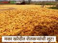 Maize Market : 'कडता' च्या नावे मका खरेदी केंद्रावर शेतकऱ्यांची लुट वाचा सविस्तर - Marathi News | latest news Maize Market: Farmers looted at maize procurement center in the name of 'Kadta' Read in detail | Latest agriculture News at Lokmat.com