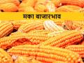 Maize Price: मक्याच्या किंमती उतरल्या; जाणून घ्या मक्याचे ताजे बाजारभाव - Marathi News | Maize Price: declined in maize price in apmc | Latest agriculture News at Lokmat.com