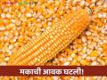 Maize Market Rate : आवक कमी मात्र बाजारभाव जैसे थे; वाचा मकाला काय मिळतोय दर - Marathi News | Maize Market Rate: Inflows were lower but market rates were similar; Read what is the price of maize | Latest agriculture News at Lokmat.com