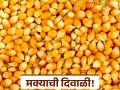 Maize Market Update : ओल्या दुष्काळातही मक्याने दिला दिलासा; 'या' बाजारात विक्रमी आवक - Marathi News | latest news Maize Market Update: Maize provided relief even in the wet drought; Record arrivals in this market | Latest agriculture News at Lokmat.com